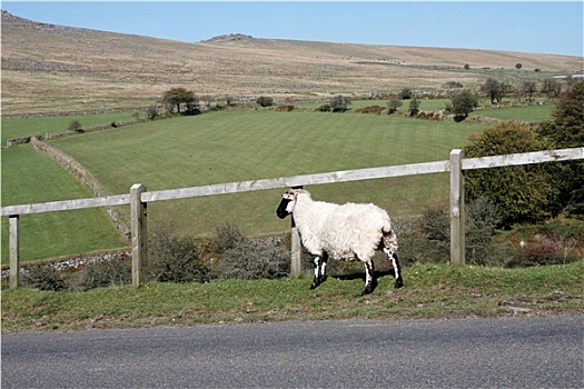 绵羊,站立,旁侧,道路
