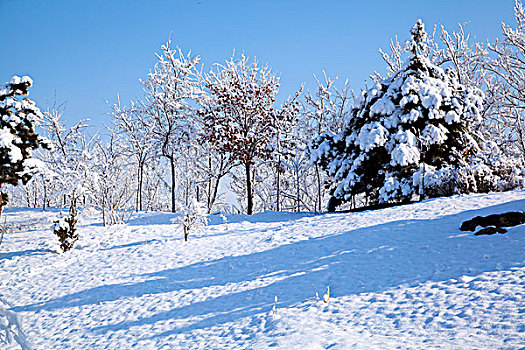 厚厚的白雪覆盖在小山坡和树林上