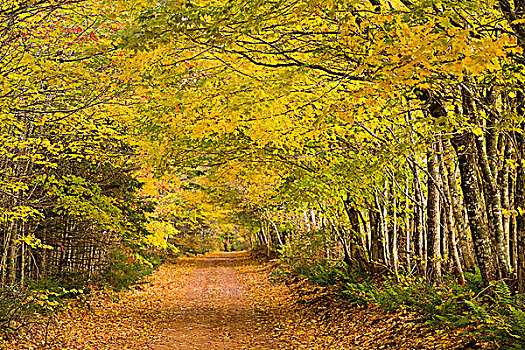 秋色,文化遗产,道路,爱德华王子岛,加拿大