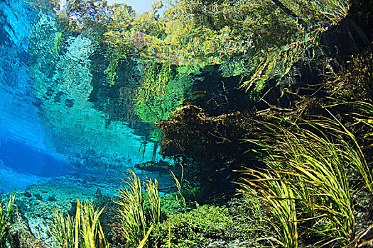 水下拍摄,展示,清晰,蓝色,水,海岸线,叶子,佛罗里达