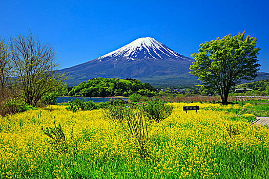 山,富士山,盛开,普通,黄色,公园