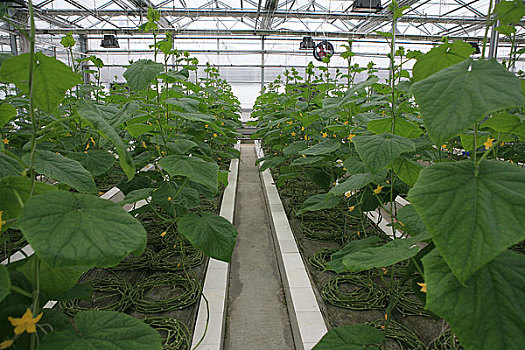 黑龙江,建三江农场科技温室内种植的黄瓜