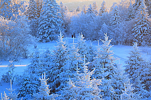 吉林省仙峰国家森林公园雪景