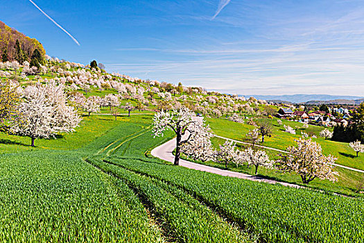 盛开,樱桃树,绿色,地点,轨迹,春天,瑞士