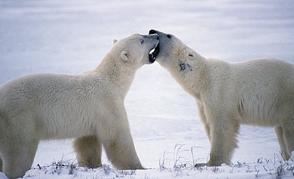 两个,北极熊,争斗,雪中