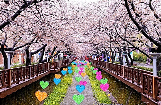 樱花,白天,釜山,城市,韩国