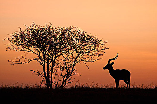 黑斑羚,黎明,天空,荒野,肯尼亚