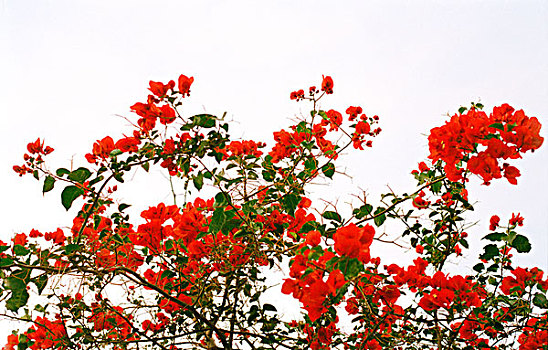 红色,叶子花属,正面,白色,天空,邦多尔,法国