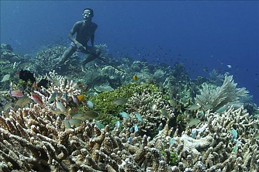 印度尼西亚,潜水,茂密,珊瑚礁