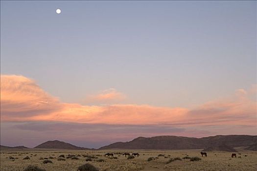 野马,区域,纳米比亚