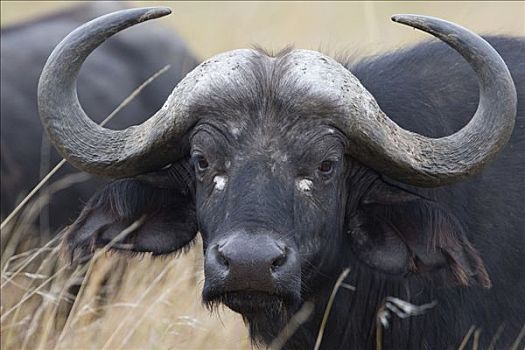 南非水牛,非洲水牛,肖像,马赛马拉国家保护区,肯尼亚