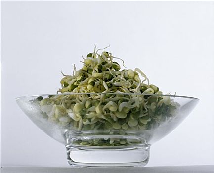 玻璃碗,新鲜,绿豆芽