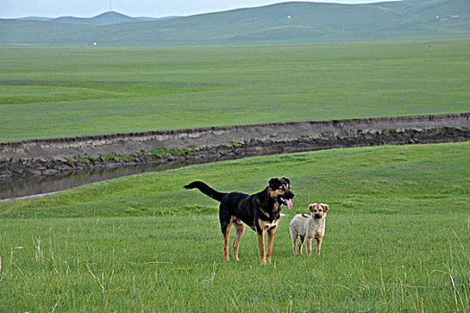 内蒙古呼伦贝尔,中国第一曲水,莫尔格勒河畔金帐汗蒙古部落草原的两只狗