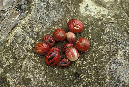 肉豆蔻,苹果,红色,岛,塞舌尔