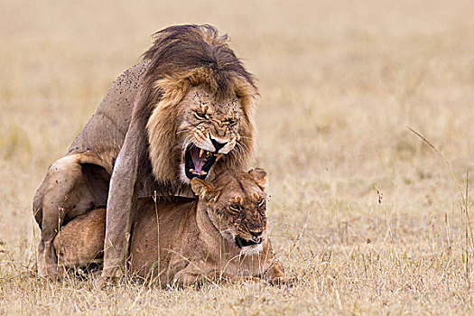 非洲狮,狮子,交配,马赛马拉国家保护区,肯尼亚