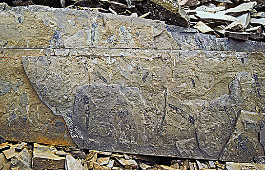 化石,幽鹤国家公园,不列颠哥伦比亚省,加拿大