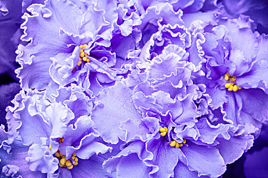 漂亮,紫色,装饰,特里,紫罗兰,花,特写,背景