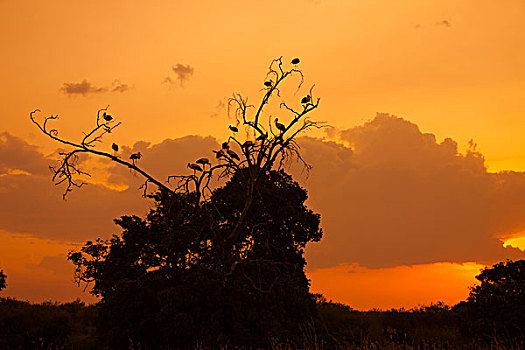 白鹳,树上,日落,马赛马拉国家保护区,肯尼亚