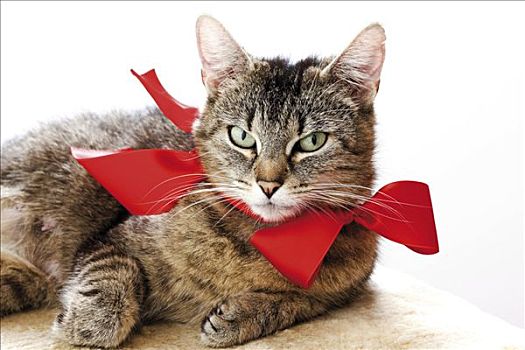 猫,红色,丝带