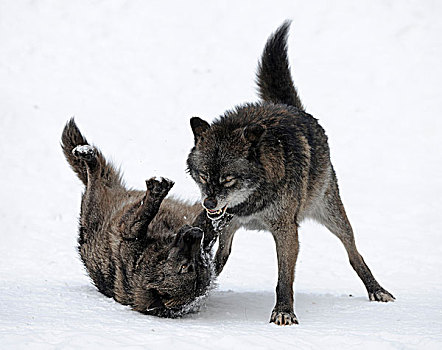 狼,阿拉斯加,苔原,加拿大,木料,雪地,两个,争斗