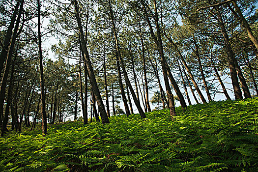 松树,木头,半岛,布列塔尼半岛,法国
