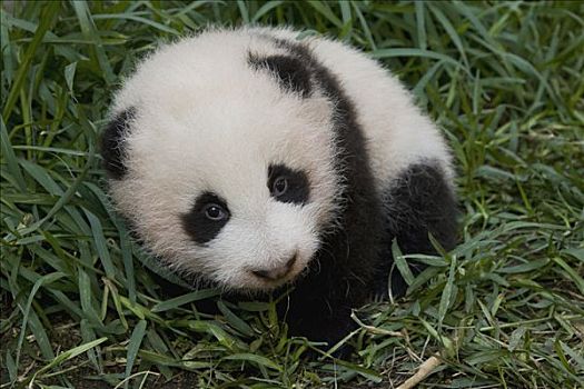 大熊猫,幼仔,濒危物种,中国,圣地牙哥动物园,加利福尼亚
