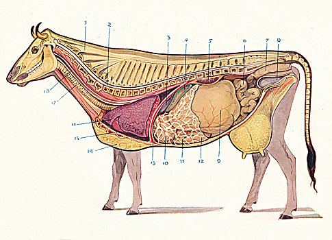 局部,母牛,展示,器官,消化,艺术家,未知