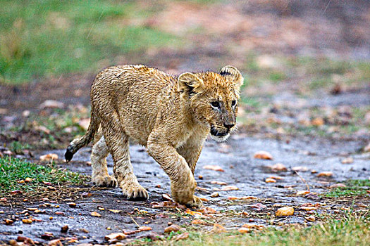 幼狮,走,灌木,下午,雨,马赛马拉,肯尼亚