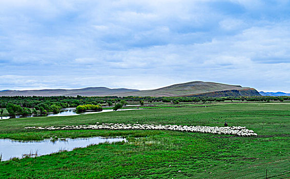 根河湿地草原牧羊