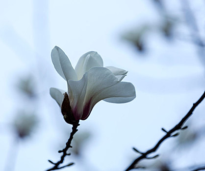 白玉兰花,木兰花