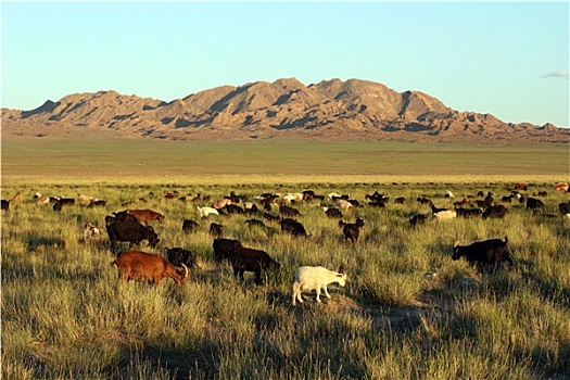 牧群,山羊,蒙古,草原