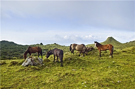 马,放牧,皮库岛,亚速尔群岛