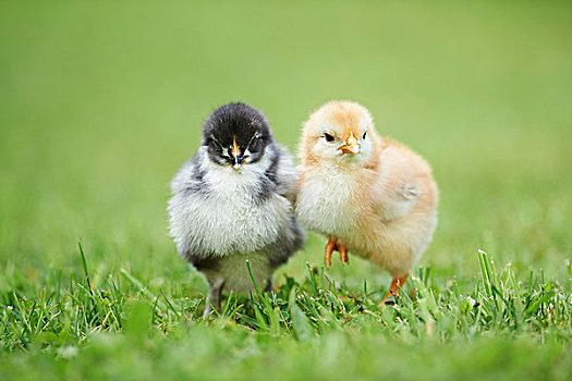 鸡,红原鸡,幼禽,草地,迎面,站立,看镜头