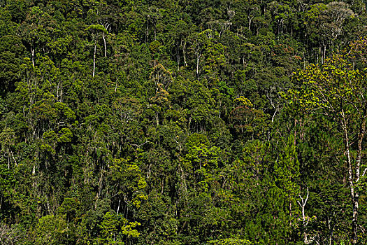 树林,马达加斯加,非洲