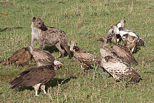 斑鬣狗,成年,喂食,腐食,秃鹰,蓝角马,角马,畜体,塞伦盖蒂国家公园,坦桑尼亚,非洲