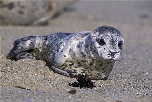 斑海豹,幼兽,幼仔,一个,星期,老,低湿地,蒙特里,加利福尼亚