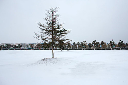 公园里的一棵树