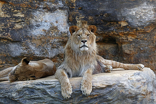 幼兽,雄性,非洲狮,卧,石头