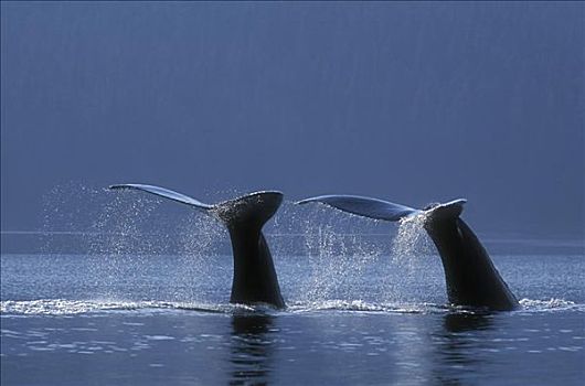 阿拉斯加,鲸尾叶突,两个,驼背鲸