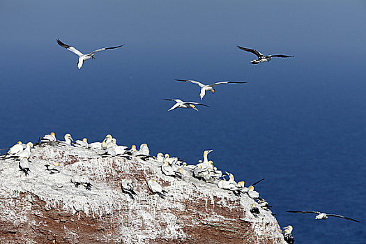 鸟,保护区,岩石上,饲养,北方,塘鹅,憨鲣鸟,赫尔戈兰岛,德国