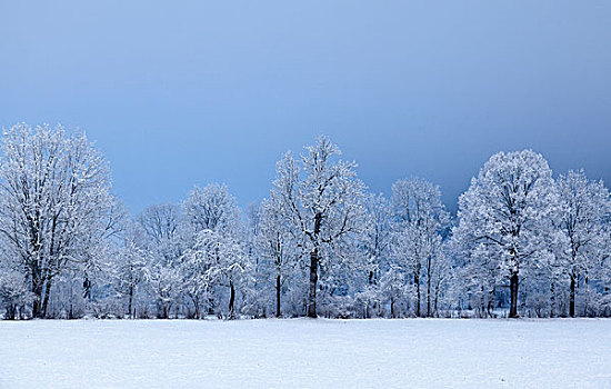 积雪,树,雾,靠近,兰格丽斯,上巴伐利亚,巴伐利亚,德国,欧洲