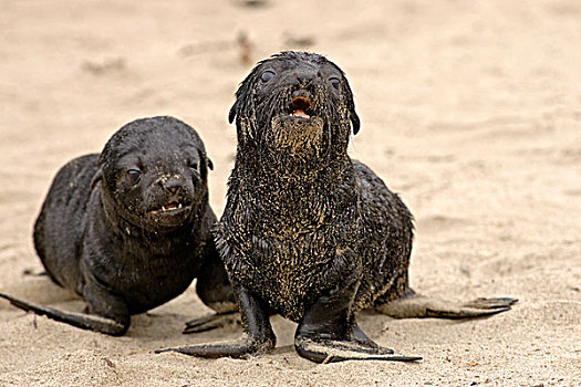 毛皮,海豹,两个,幼仔,海滩,克罗斯角,纳米比亚,非洲