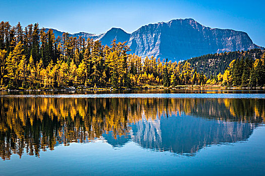 落叶松,湖,随着,秋天的落叶,岩石,岛,步道,阳光牧场,省立公园,英属哥伦比亚大学,加拿大
