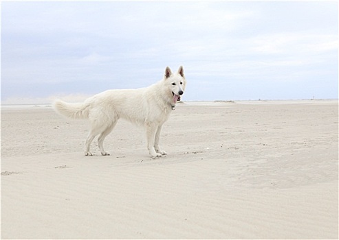 白色,狗,海滩