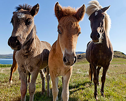 母马,小马,冰岛,马