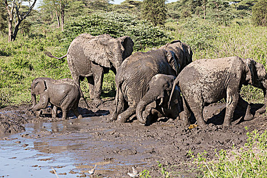 三个,成年,大象,准备,离开,泥,巴斯城,一个,看镜头,坐,幼兽,起床,表面,恩戈罗恩戈罗,保护区,坦桑尼亚