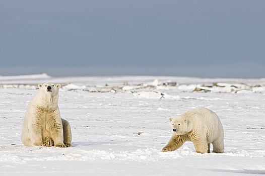 女性,北极熊,幼兽,休闲,冰冻,向上,区域,北极圈,国家野生动植物保护区,阿拉斯加