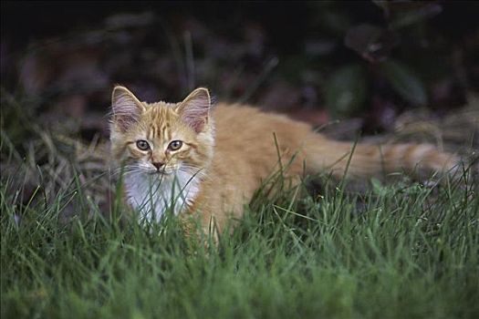 特写,小猫,尾随,花园