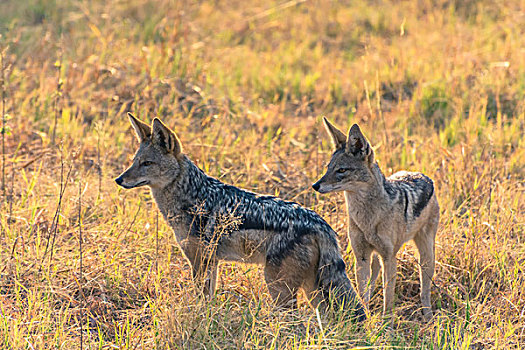 博茨瓦纳,乔贝国家公园,萨维提,黑背狐狼,黑背豺,看,狮子,吃