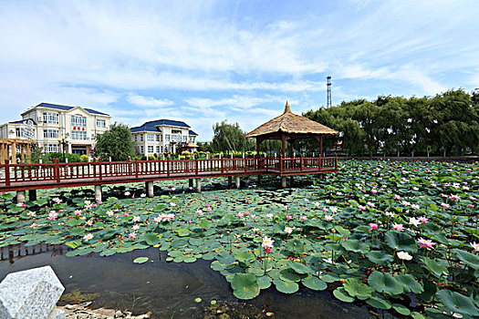 雁窝岛湿地